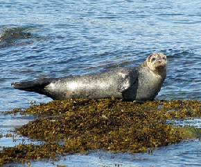 Focas en las costas, Isla de Arran